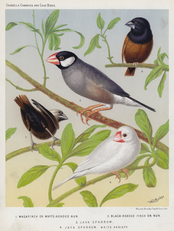 Moineau de Java, Variété blanche - European School