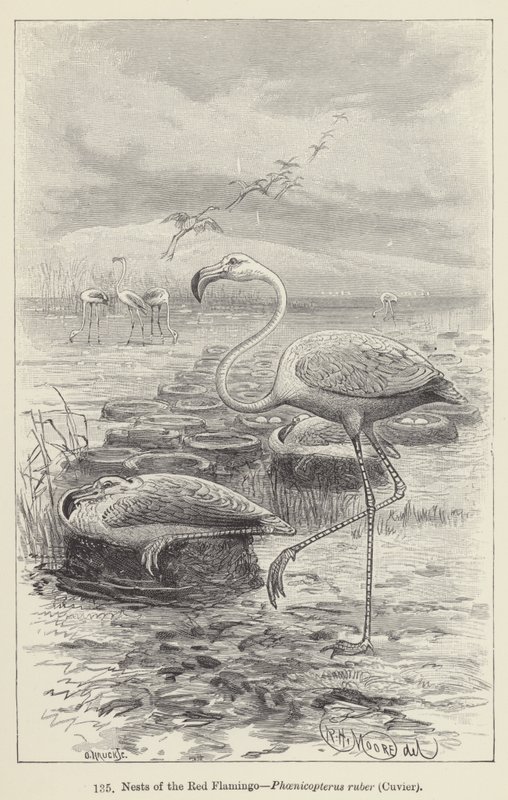 Nids du flamant rose, Phoenicopterus ruber, Cuvier - European School