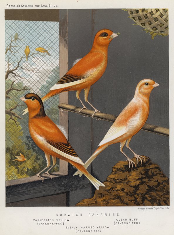 Canaris de Norwich, jaune varié, nourri au poivre de Cayenne, clair buff, nourri au poivre de Cayenne, jaune uniformément marqué, nourri au poivre de Cayenne - European School