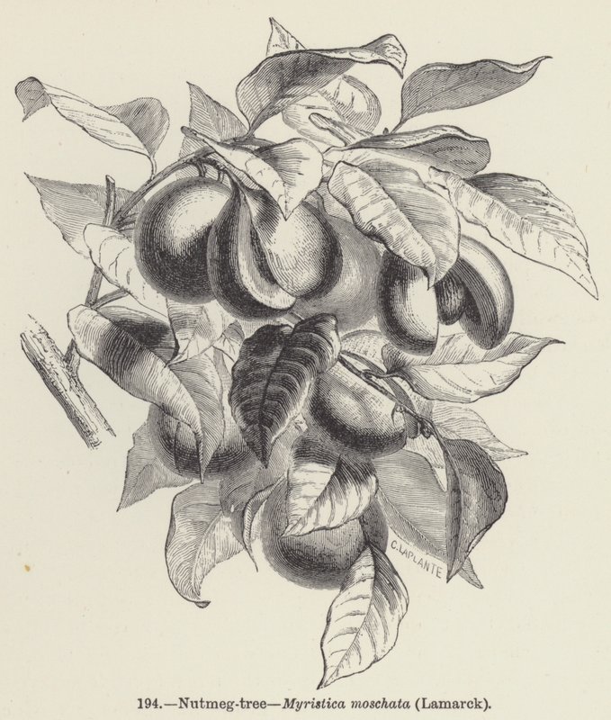 Le muscadier, Myristica moschata, Lamarck - European School