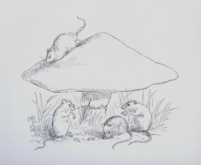 Page d