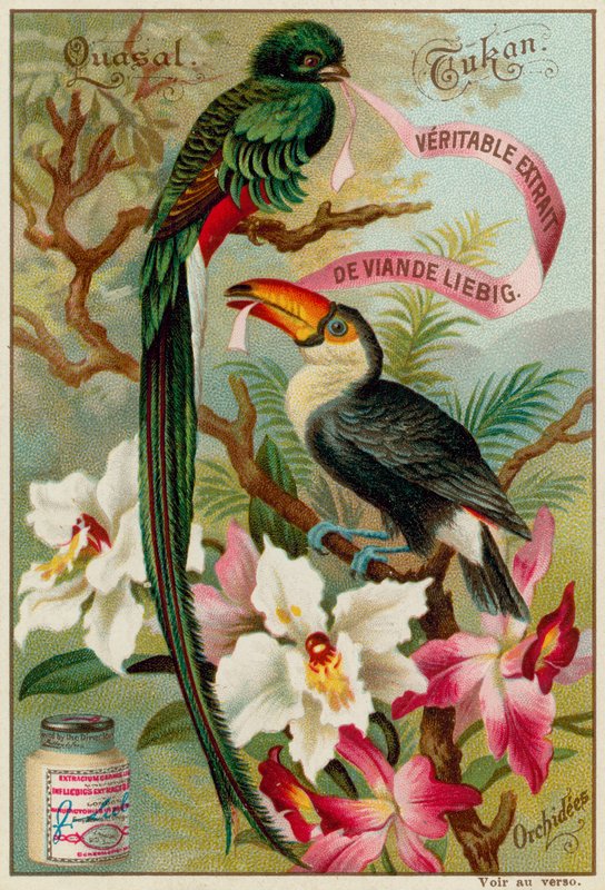 Quasal, Toucan et Orchidées - European School