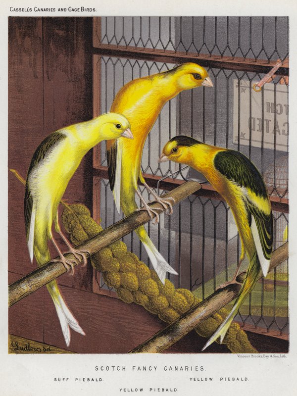 Canaris écossais fantaisie, pie sombre, pie jaune - European School