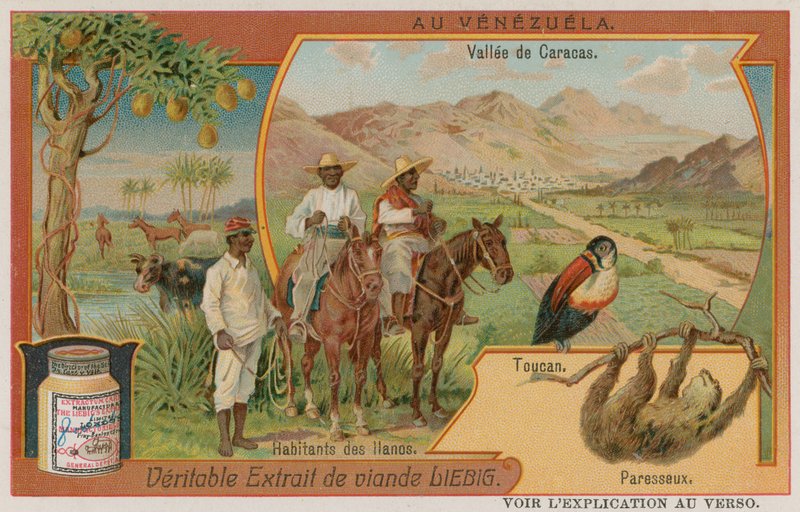 La Vallée de Caracas avec un Toucan, un Paresseux et des Membres de Tribu des Plaines - European School