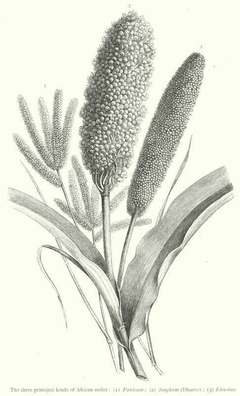 Les trois principaux types de millet africain (gravure) - European School