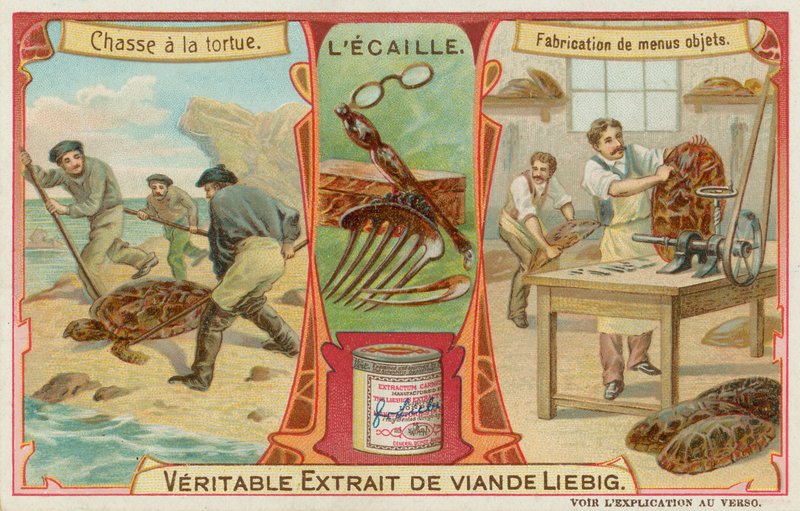 Écaille de tortue - European School