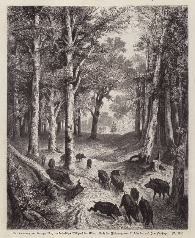 Sanglier sur le Lorenzer Berg dans le parc impérial à Vienne, Autriche - European School