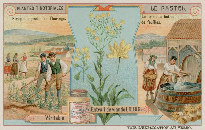 Le pastel et une récolte en Thuringe en Allemagne - European School