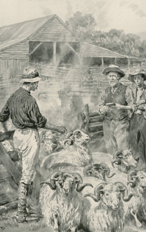 Une Station de Moutons sur les Plaines de Canterbury - Frank Dadd