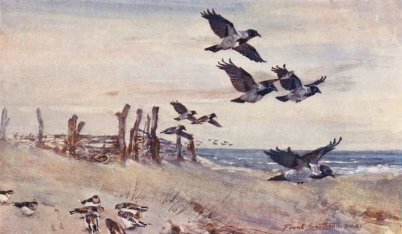 Vie sauvage en East Anglia : Immigrants d