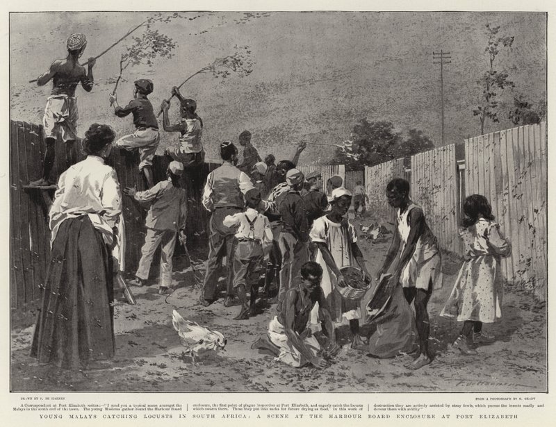 Jeunes Malais attrapant des criquets en Afrique du Sud, une scène à l