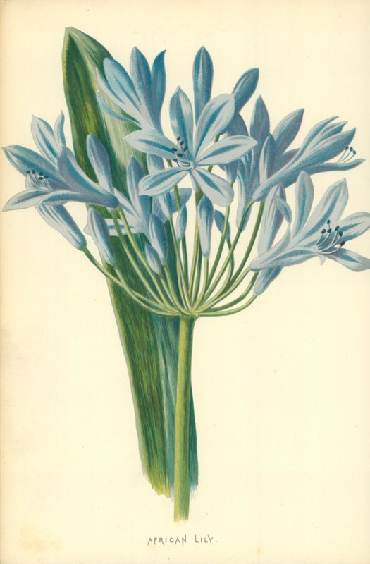 Lys africain - Frederick Edward Hulme