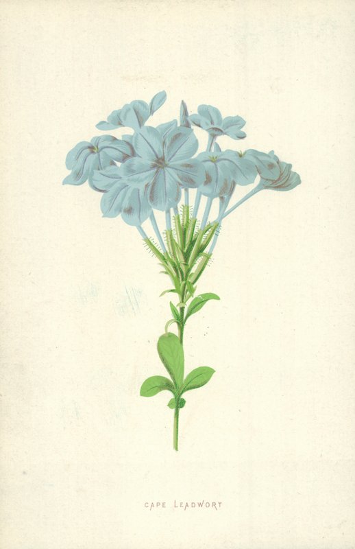 Plumbago - Frederick Edward Hulme