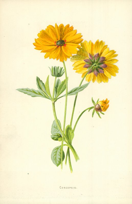 Coreopsis - Frederick Edward Hulme