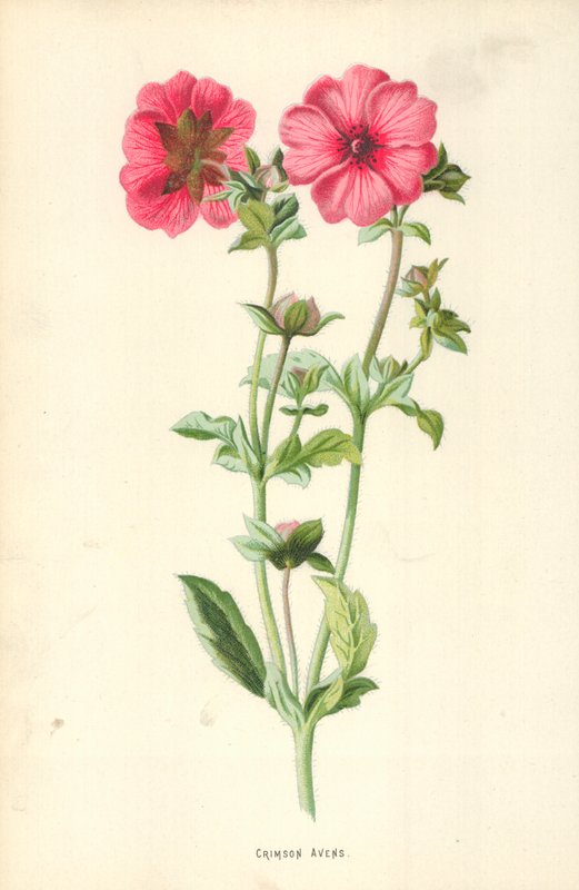 Benoîte pourpre - Frederick Edward Hulme