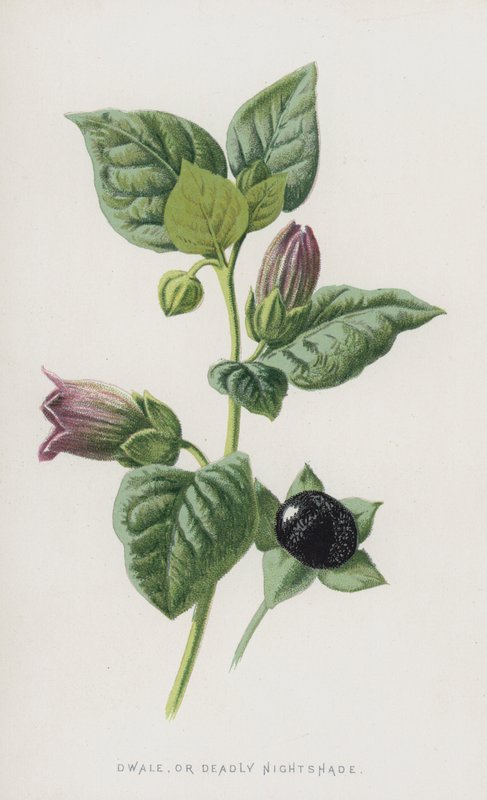 Belladone - Frederick Edward Hulme