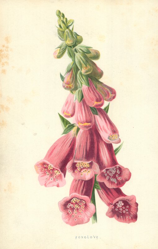 Digitale - Frederick Edward Hulme