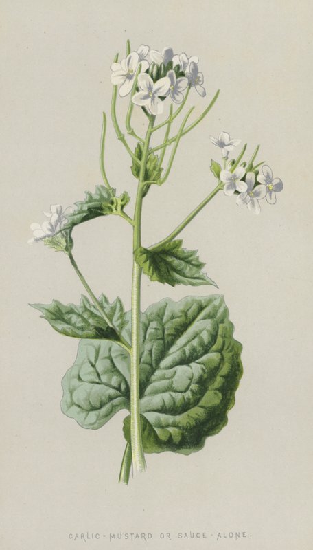 Alliaire officinale - Frederick Edward Hulme