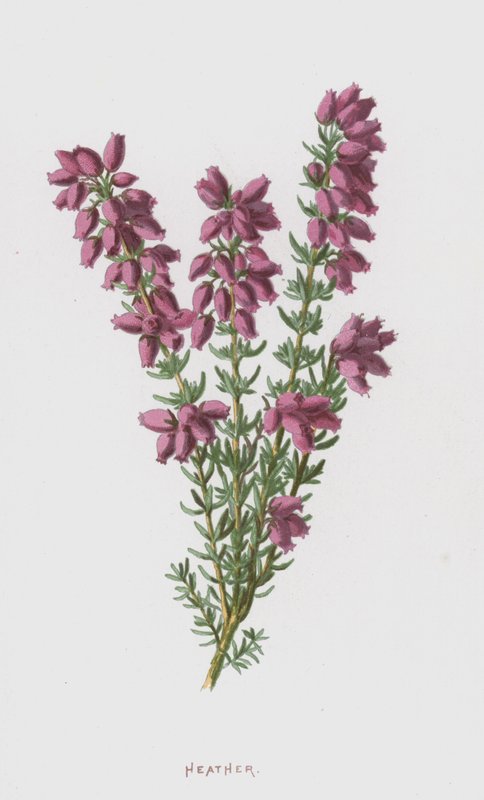 Bruyère - Frederick Edward Hulme