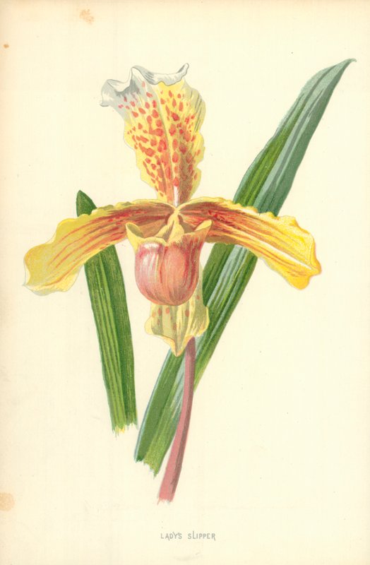 Sabot de Vénus - Frederick Edward Hulme