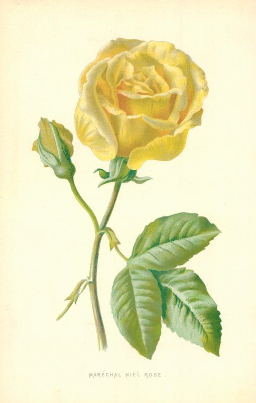 Rose Marechal Niel - Frederick Edward Hulme
