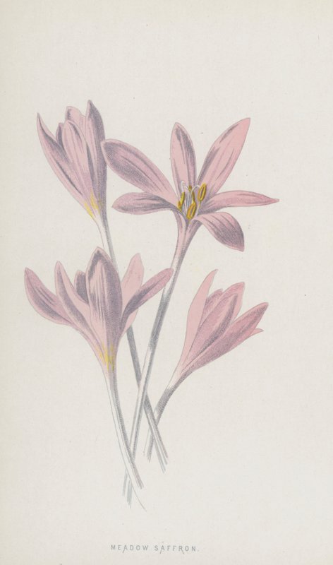 Colchique d