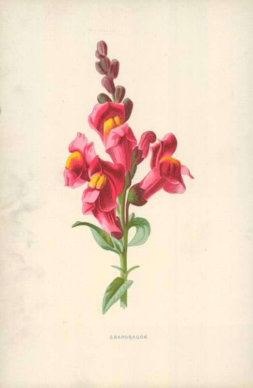 Muflier - Frederick Edward Hulme