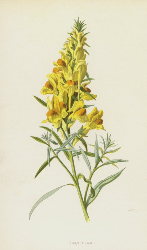 Linaire - Frederick Edward Hulme