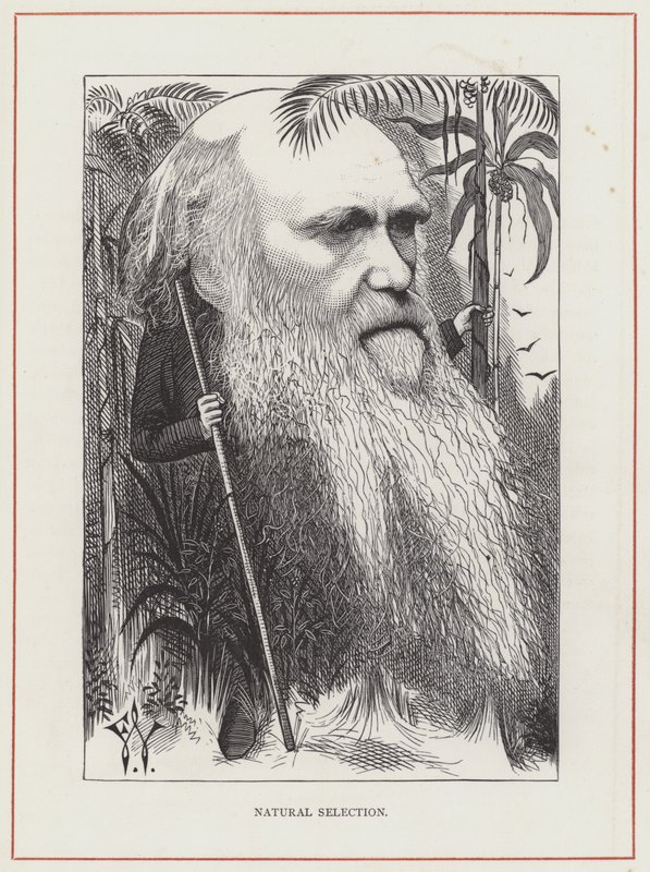 Charles Darwin, Sélection Naturelle - Frederick Waddy