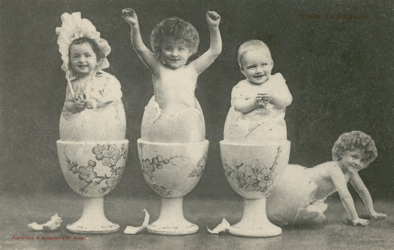 Bébés éclosant d