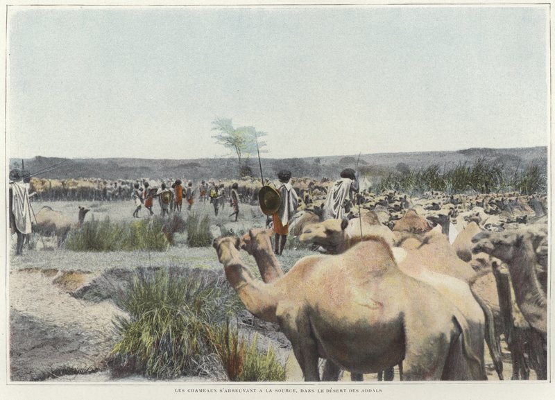 Abreuvement des chameaux à la source dans le désert - French Photographer