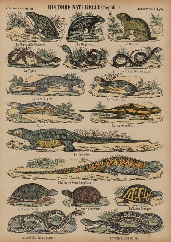 Amphibiens et reptiles - French School