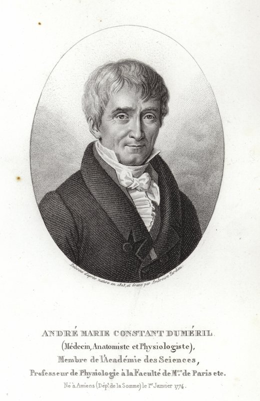 André Marie Constant Duméril - French School