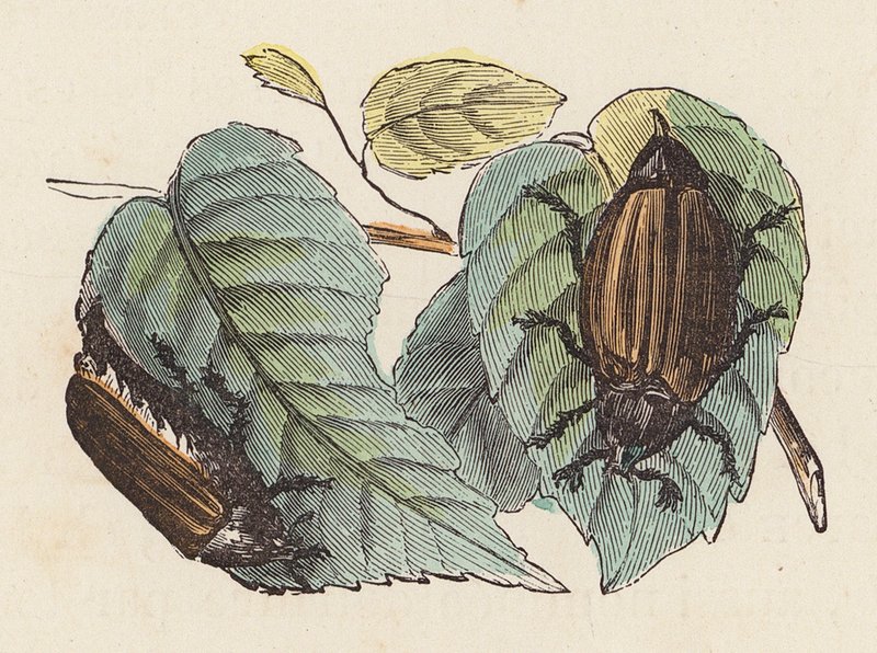 Coléoptères sur des feuilles - French School