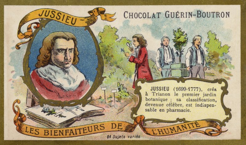 Bernard de Jussieu, naturaliste français - French School