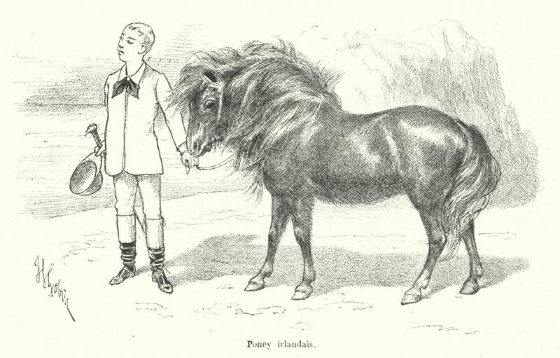 Garçon avec un poney irlandais - French School