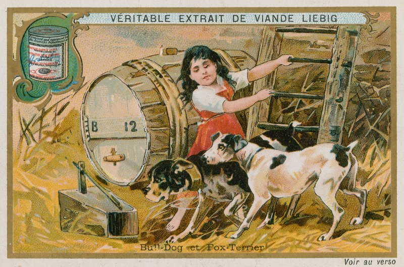 Bouledogue et Fox-terrier - French School