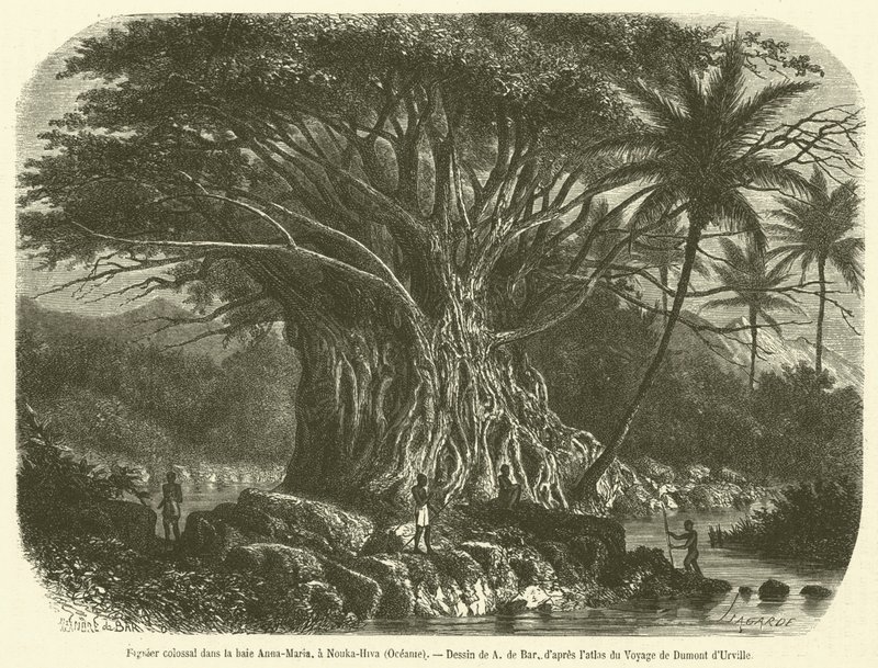 Figuier colossal dans la baie Anna-Maria, à Nouka-Hiva, Océanie (gravure) - French School