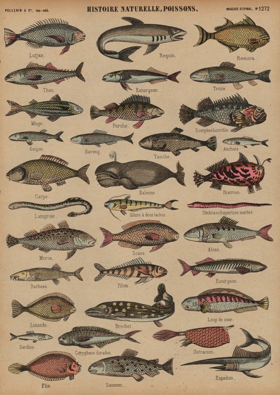Poissons - French School