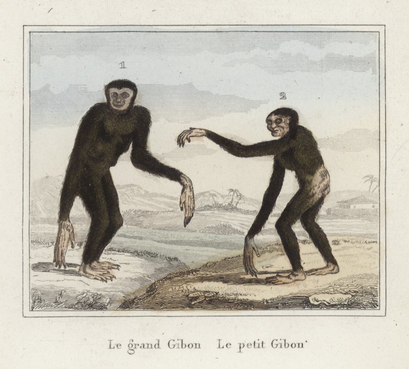 Gibbons - French School