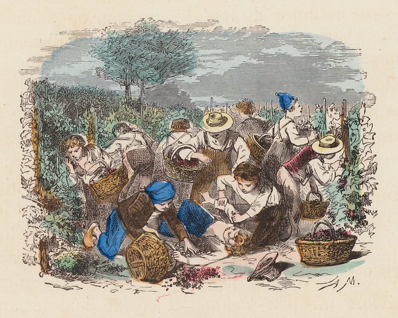 Vendange dans un vignoble - French School