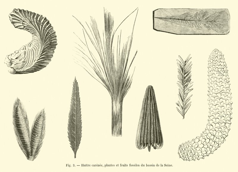 Huître carénée, plantes et fruits fossiles du bassin de la Seine - French School
