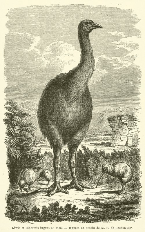 Kiwis et Dinormis ingens ou moa (gravure) - French School