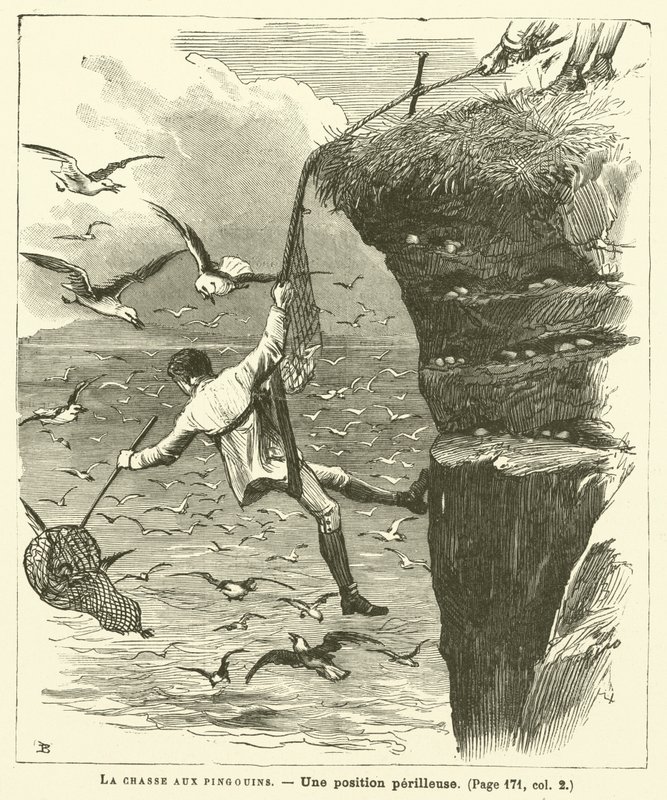 La chasse aux pingouins - French School
