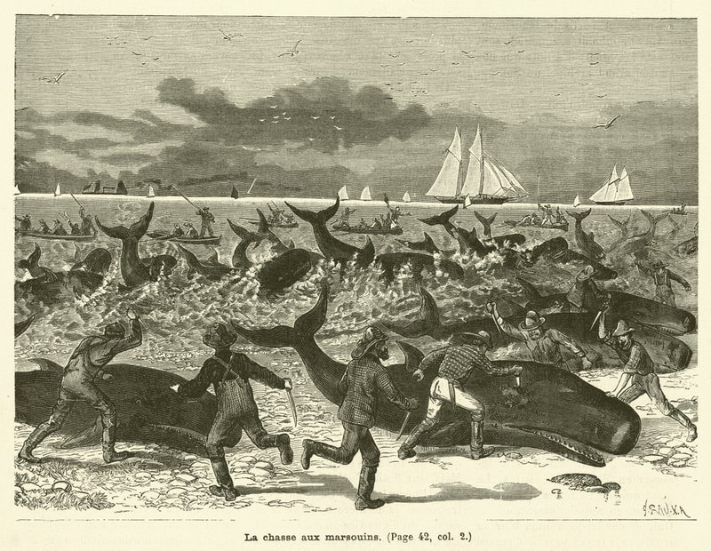 La chasse aux marsouins - French School