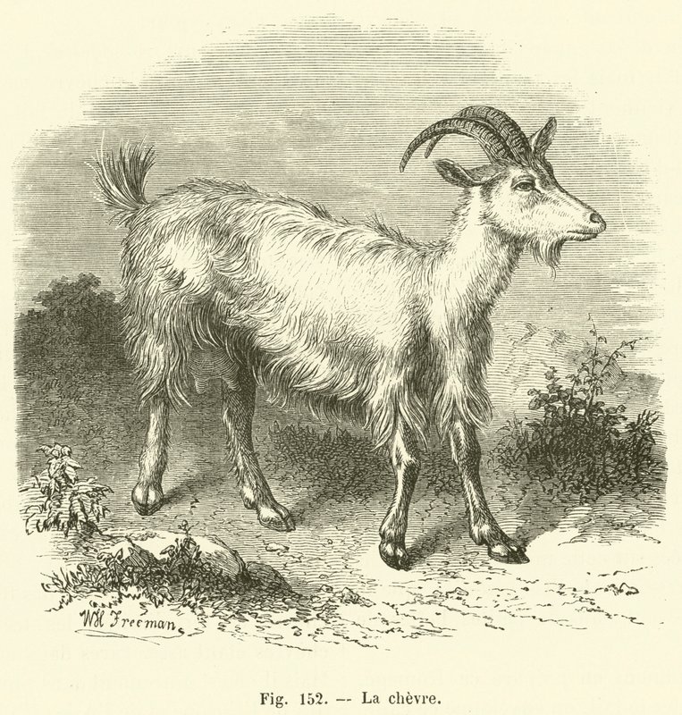 La chevre - French School