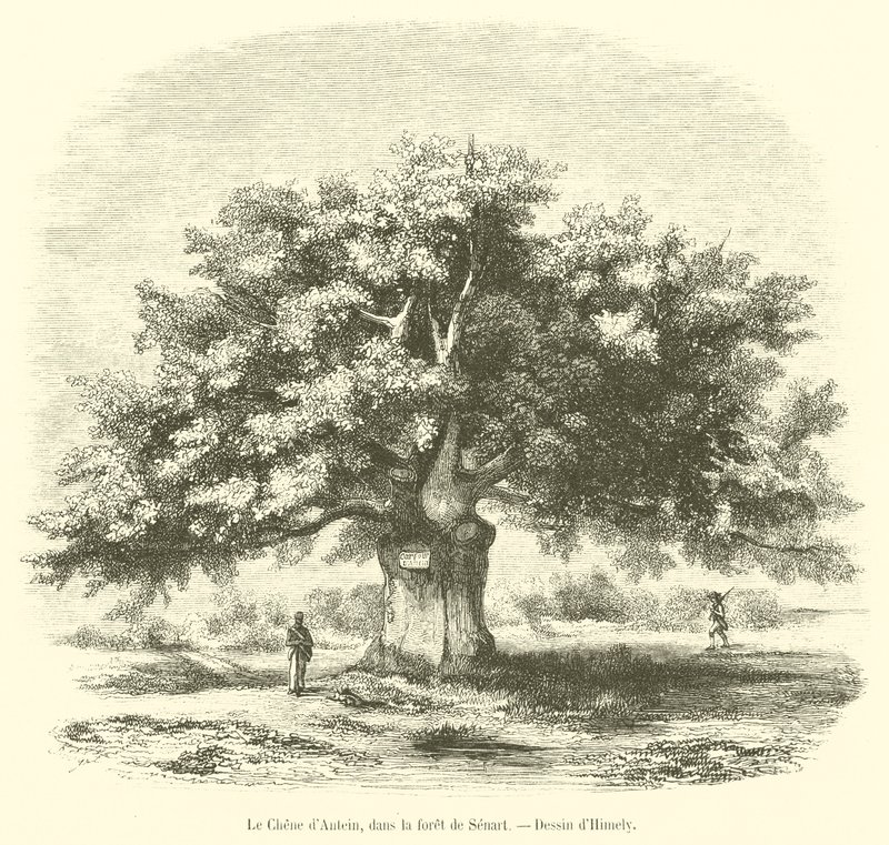 Le Chêne d