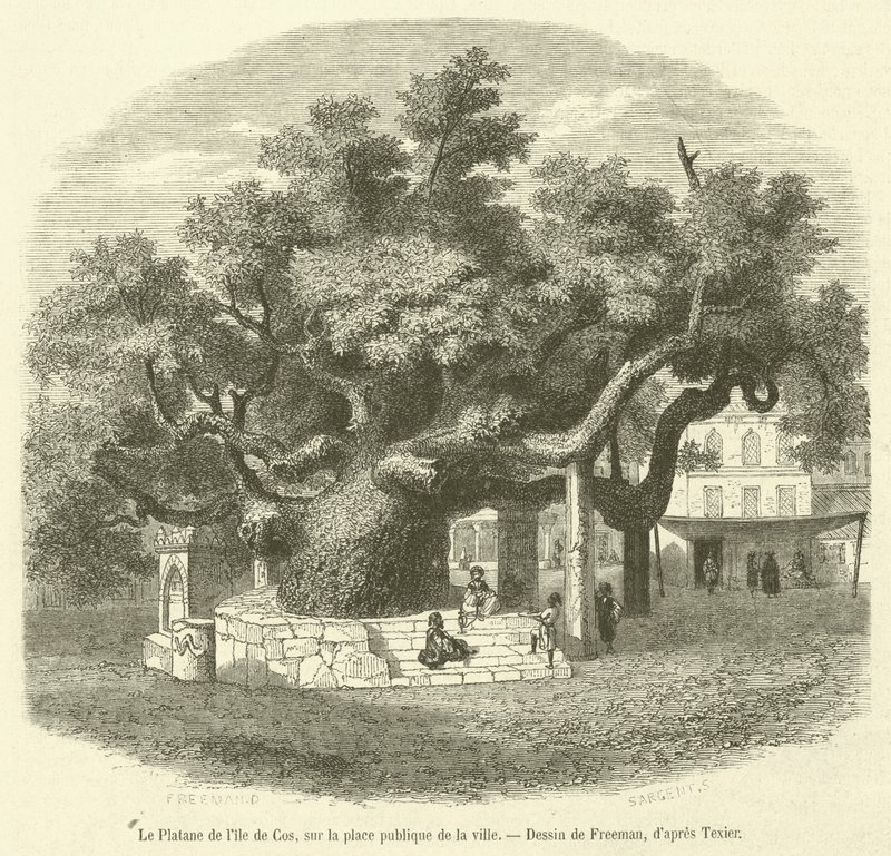 Le platane de l