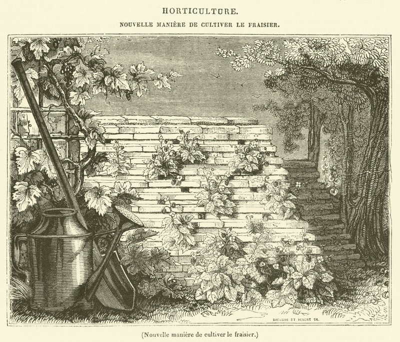 Nouvelle manière de cultiver le fraisier - French School