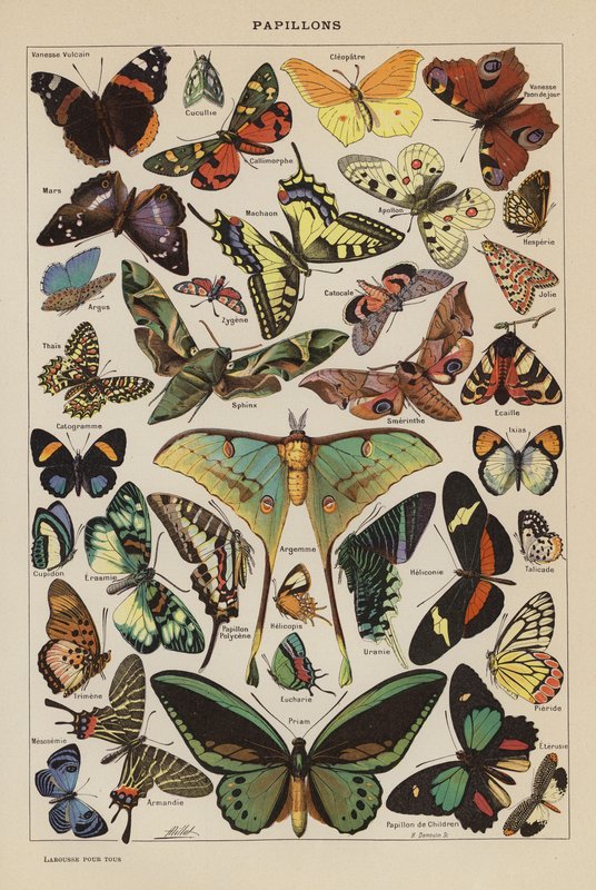 Papillons - French School